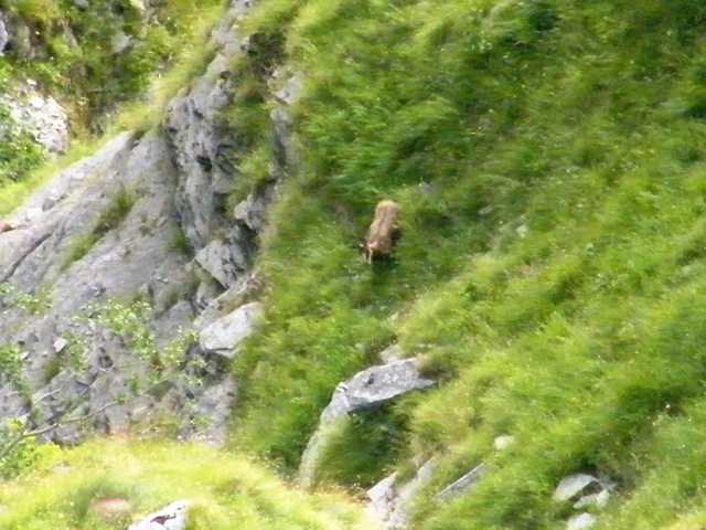 camoscio al monte generoso, svizzera