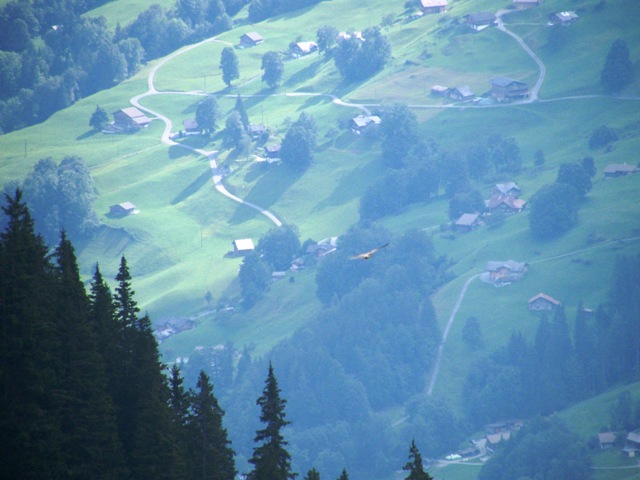 uccelli nella foresta nera ,germania