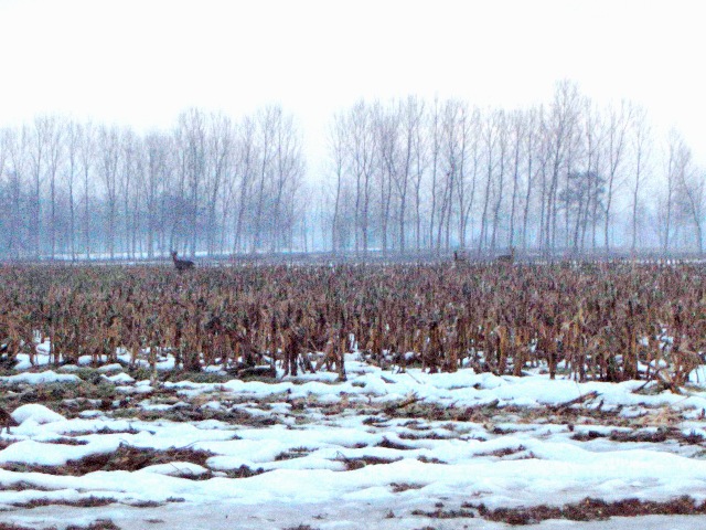 caprioli , riserva La Fagiana Parco del Ticino, lombardia