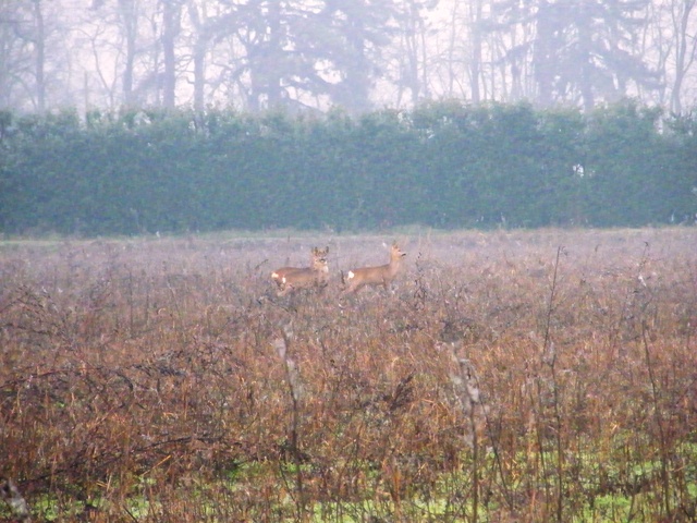 caprioli , riserva La Fagiana Parco del Ticino, lombardia