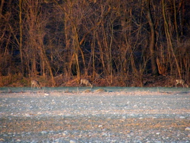 caprioli , riserva La Fagiana Parco del Ticino, lombardia