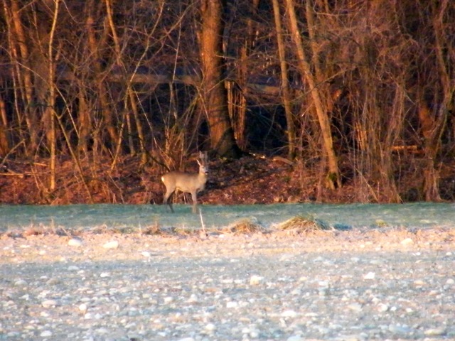 caprioli , riserva La Fagiana Parco del Ticino, lombardia