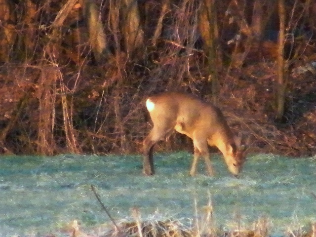 caprioli , riserva La Fagiana Parco del Ticino, lombardia