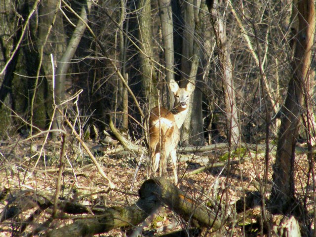 caprioli , riserva La Fagiana Parco del Ticino, lombardia