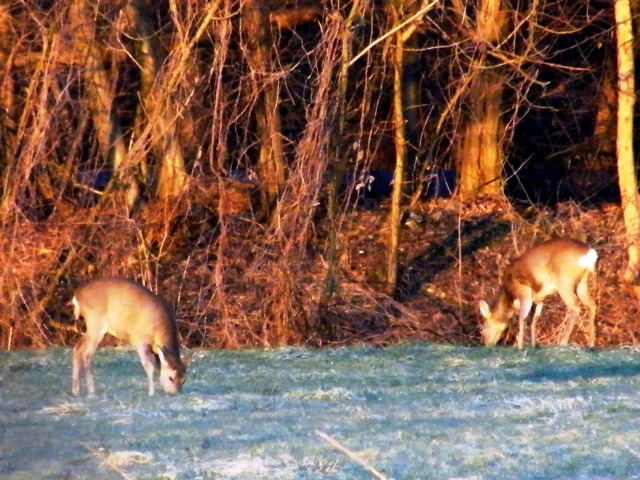 caprioli , riserva La Fagiana Parco del Ticino, lombardia