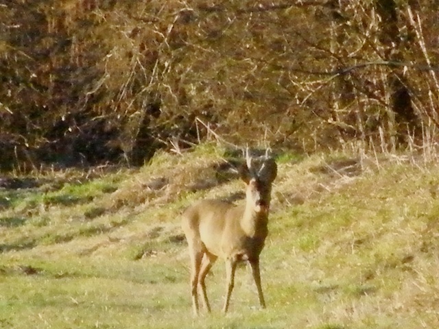 caprioli , riserva La Fagiana Parco del Ticino, lombardia