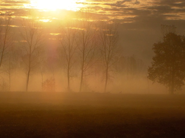 caprioli , riserva La Fagiana Parco del Ticino, lombardia