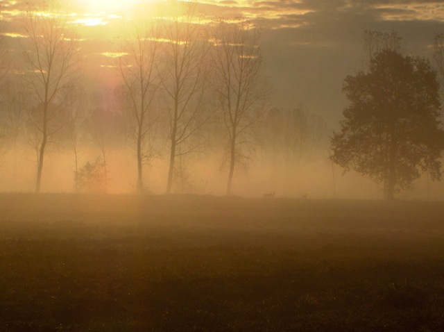 caprioli , riserva La Fagiana Parco del Ticino, lombardia