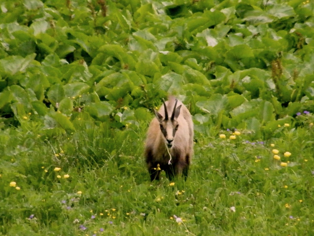 ABITANTI DELLA VALSAVARENCHE , PARCO NAZIONALE GRAN PARADISO