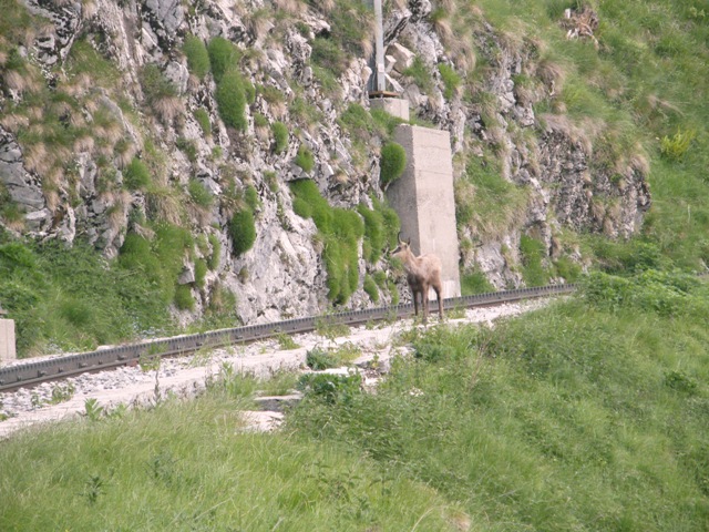 camoscio al monte generoso, svizzera