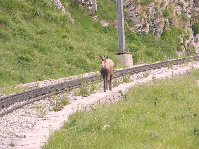 camoscio al monte generoso, svizzera