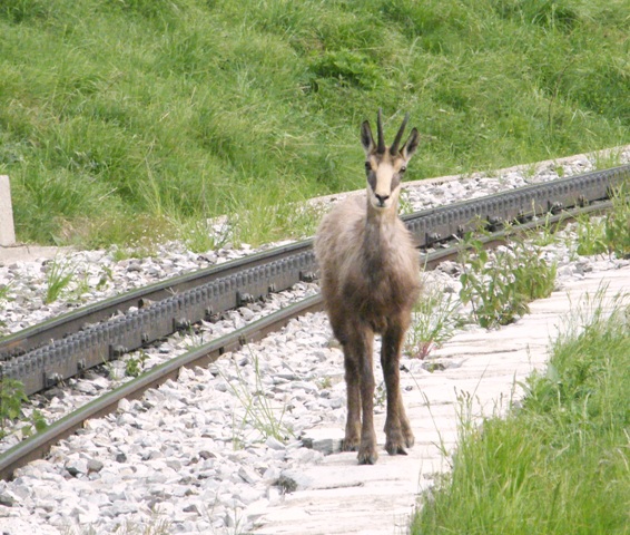 camoscio al monte generoso, svizzera