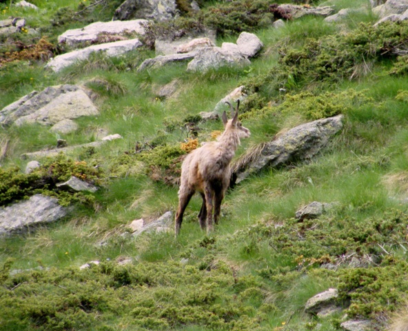 ABITANTI DELLA VALSAVARENCHE , PARCO NAZIONALE GRAN PARADISO