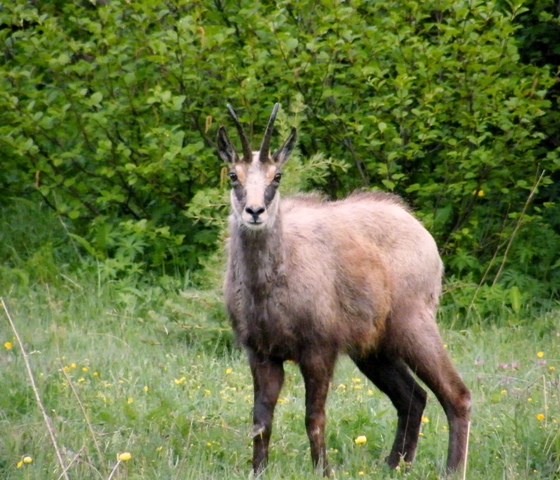 ABITANTI DELLA VALSAVARENCHE , PARCO NAZIONALE GRAN PARADISO