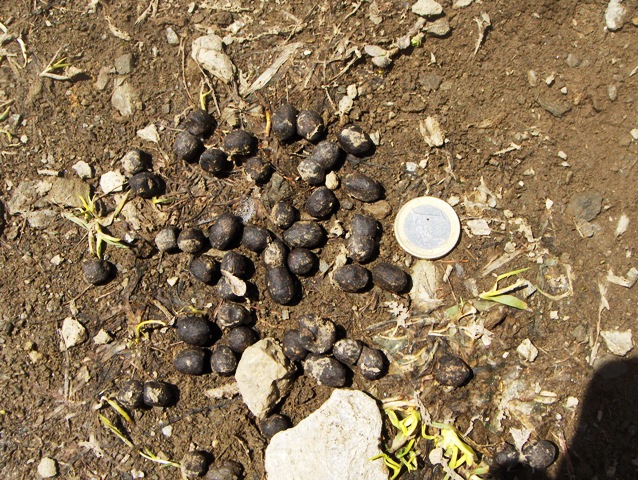 valsavarecnhe , parco nazionale gran paradiso......