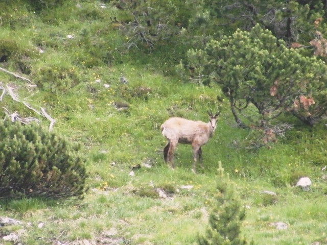 I mille cervied gli altri animali del parco naz. svizzero