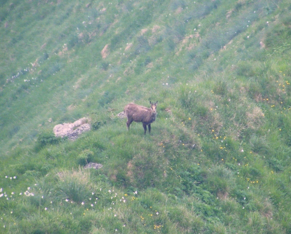 camoscio al monte generoso, svizzera