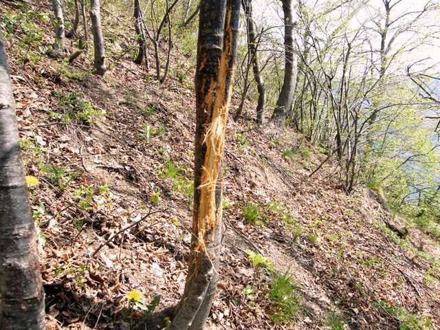 segni presenza ungulati area bisbino, prelapi comsche