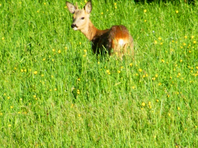 Il Capriolo