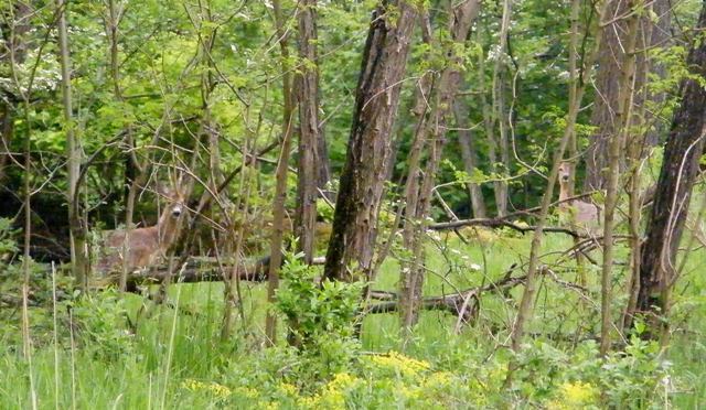 caprioli , riserva La Fagiana Parco del Ticino, lombardia