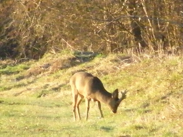 caprioli , riserva La Fagiana Parco del Ticino, lombardia