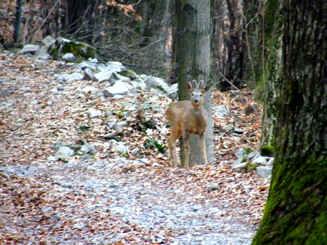 Il Capriolo