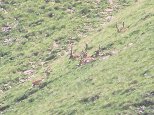 I mille cervied gli altri animali del parco naz. svizzero