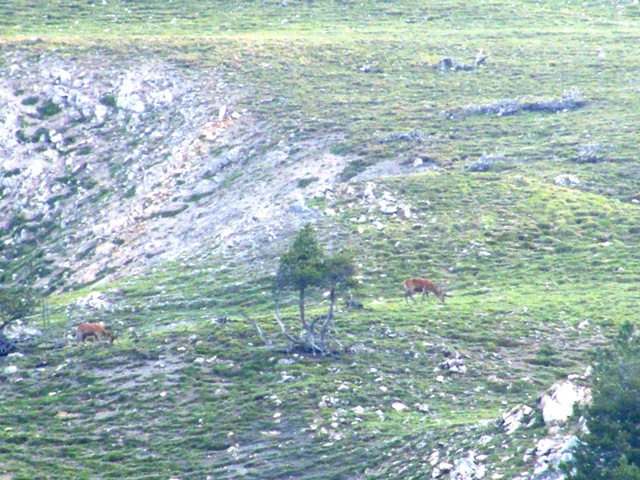 I mille cervied gli altri animali del parco naz. svizzero