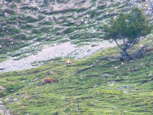 I mille cervied gli altri animali del parco naz. svizzero