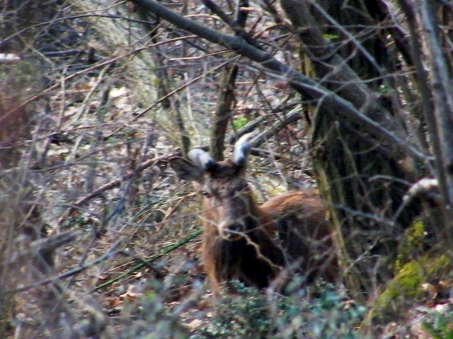 cervo maschio adulto, area monte bisbino, provincia como