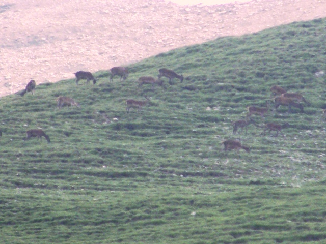 I mille cervied gli altri animali del parco naz. svizzero