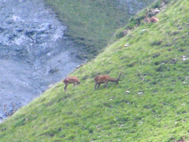 I mille cervied gli altri animali del parco naz. svizzero