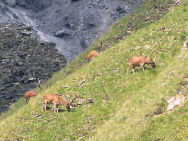 I mille cervied gli altri animali del parco naz. svizzero