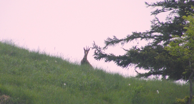 camoscio al monte generoso, svizzera