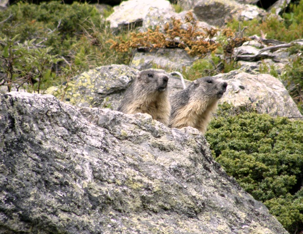 ABITANTI DELLA VALSAVARENCHE , PARCO NAZIONALE GRAN PARADISO