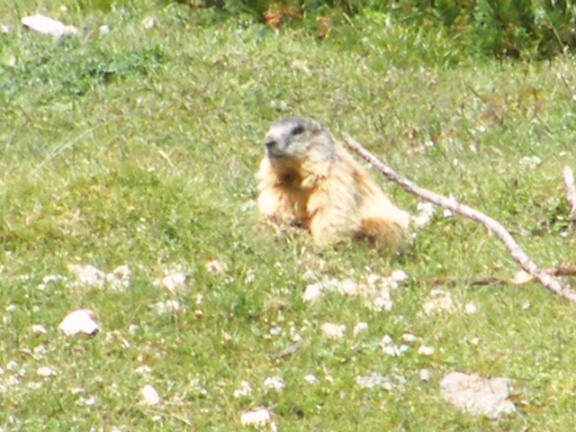 I mille cervied gli altri animali del parco naz. svizzero