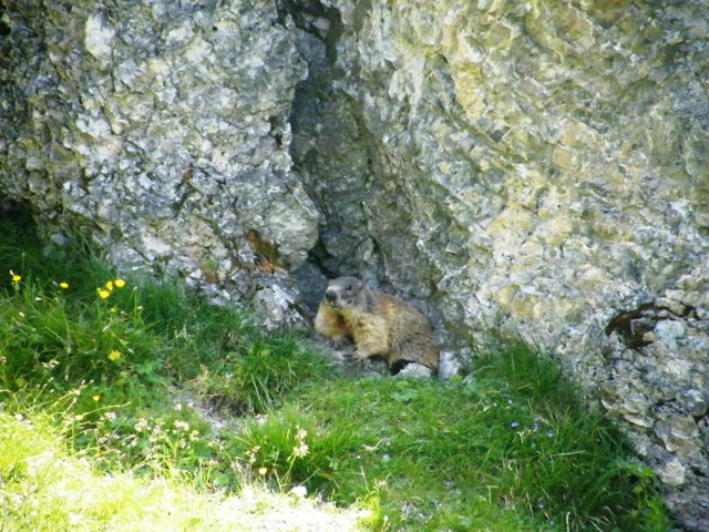 I mille cervied gli altri animali del parco naz. svizzero