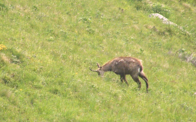 camoscio al monte generoso, svizzera