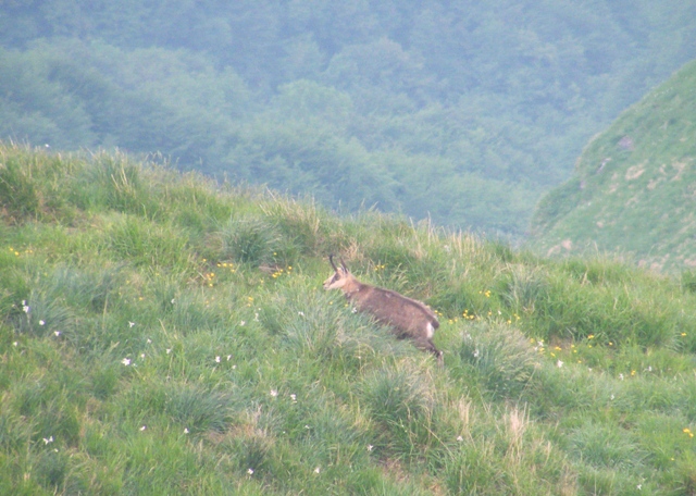 camoscio al monte generoso, svizzera