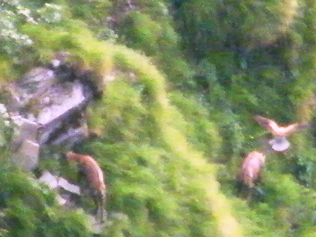 camoscio al monte generoso, svizzera