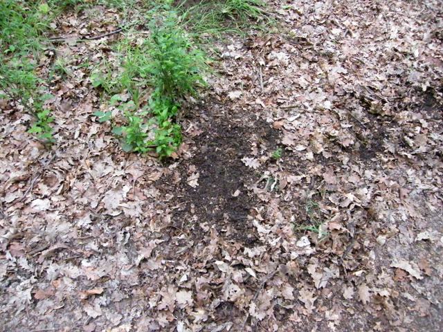 caprioli , riserva La Fagiana Parco del Ticino, lombardia