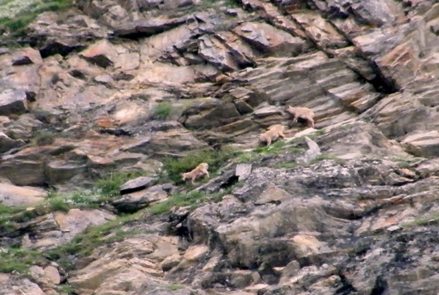 ABITANTI DELLA VALSAVARENCHE , PARCO NAZIONALE GRAN PARADISO