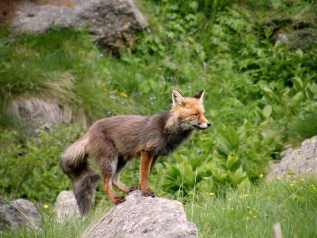 ABITANTI DELLA VALSAVARENCHE , PARCO NAZIONALE GRAN PARADISO