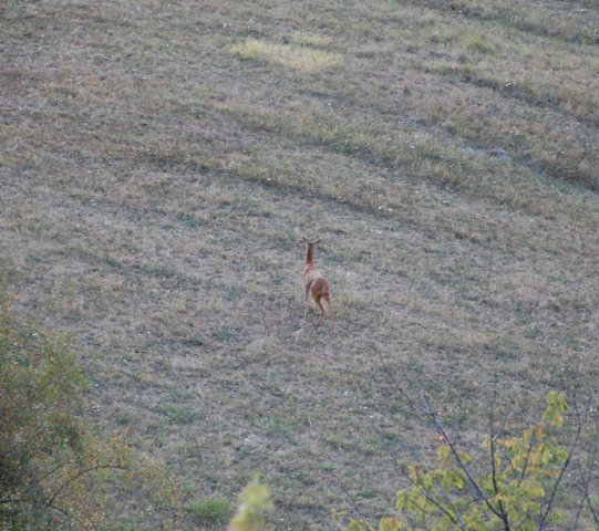 Il Capriolo