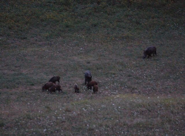 IL CINGHIALE