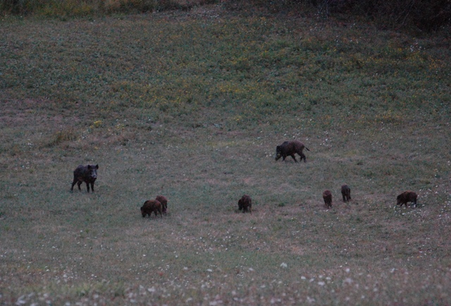 IL CINGHIALE