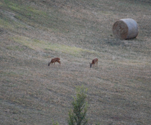 Il Capriolo