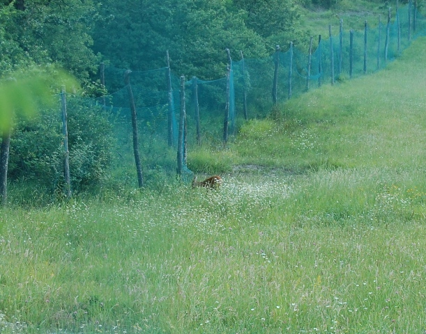 Il Capriolo