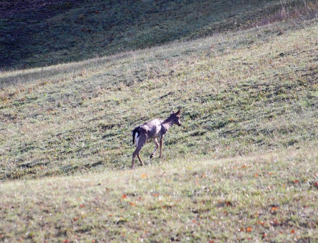 Daino: colorazione del mantello e altro...