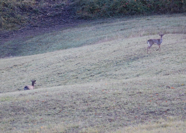 Daino: colorazione del mantello e altro...